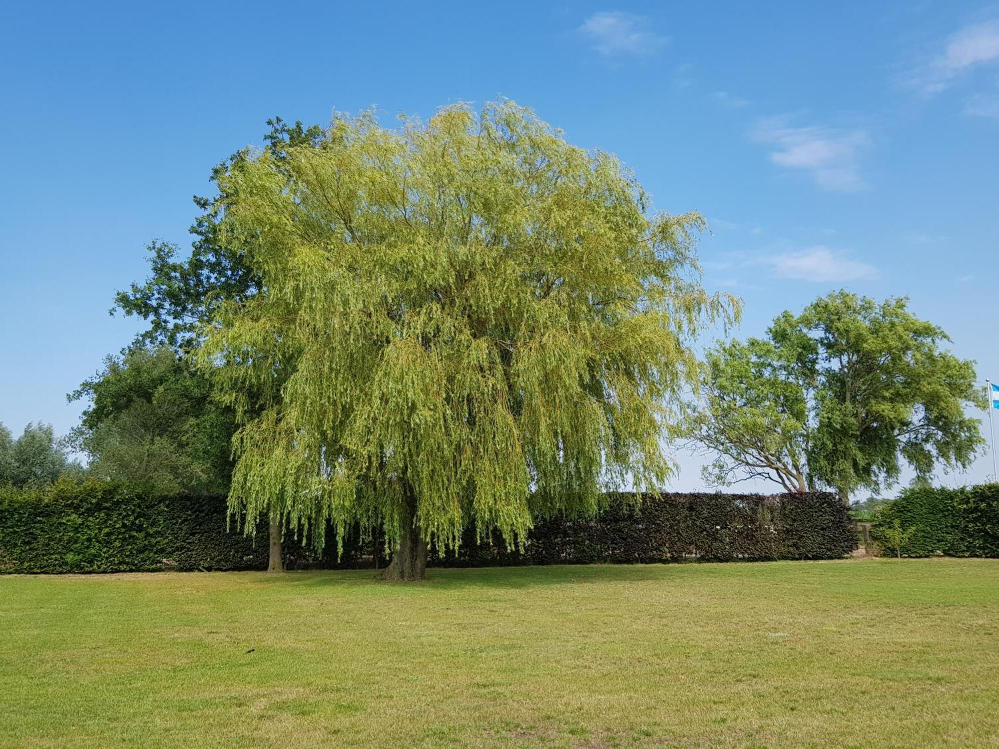 B&B De Vlierbeek ซินท์-นิคลาส ภายนอก รูปภาพ